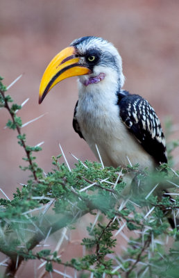 yellow hornbill