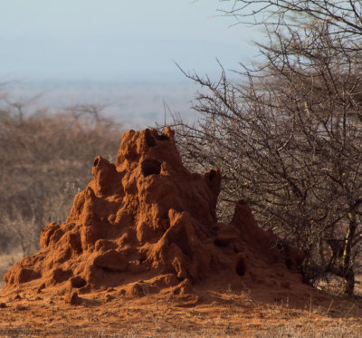 termite castle