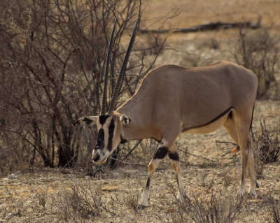 beisa oryx