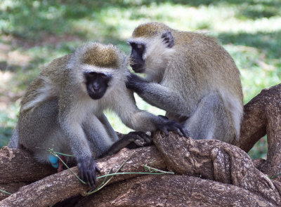 vervet monkeys