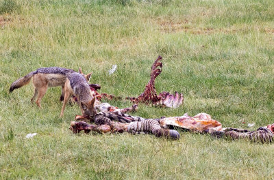 a jackal cleans up a zebra carcass