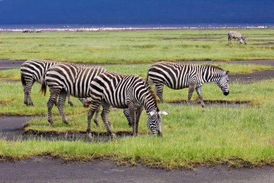 common zebras