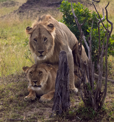 lions in love