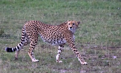 cheetah on the hunt