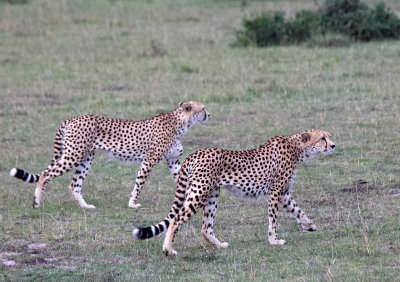 cheetahs hunting in tandem