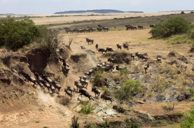 wildebeests near Mara River
