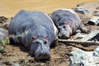 hippos lazing on Mara River