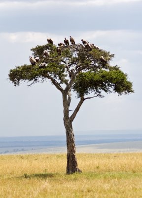 vultures waiting