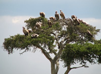 vultures waiting