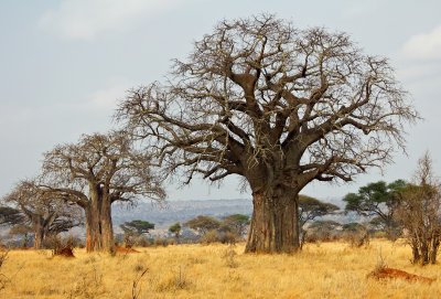 baobob trees