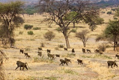 baboons on the move