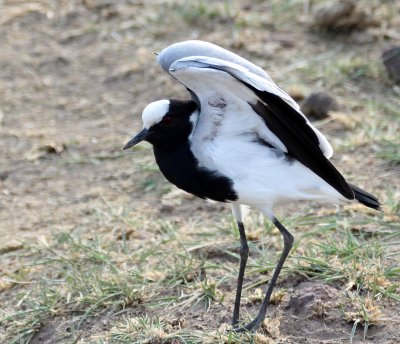 blacksmith plover