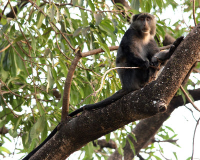 Sykes' monkey aka white-throated monkey