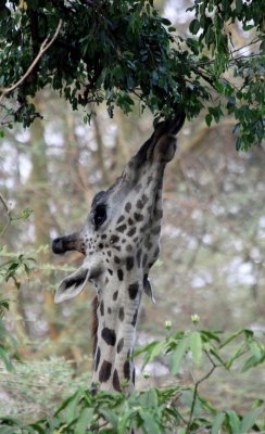 giraffe feeding