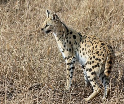 serval