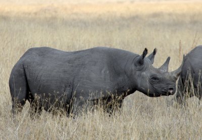 black rhino