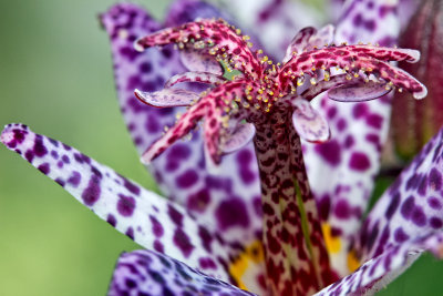 tricyrtis/toad lily