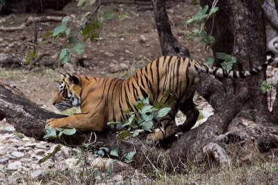 Bengal tiger #24