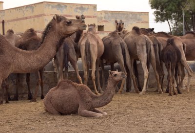 National Camel Research Centre