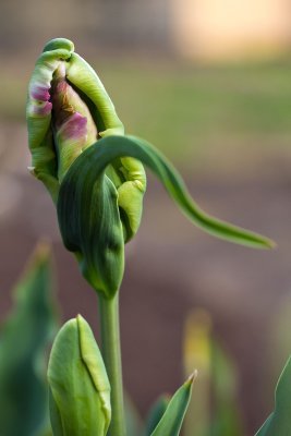 birth of a tulip