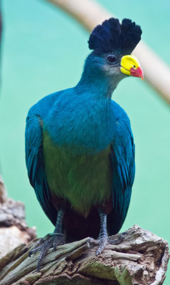 Great Blue Turaco