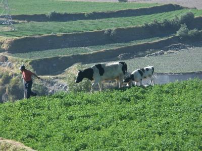 Arequipa/cows