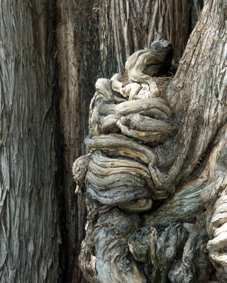 cypress/world's largest biomass