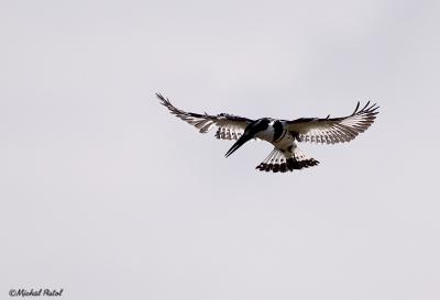 IMG_7673.jpg
