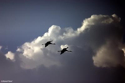CRW_4625.jpg