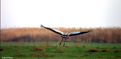 CRW_4660 .jpg