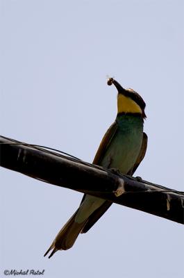 IMG_9093 .jpg