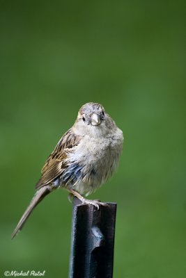 IMG_1225.jpg