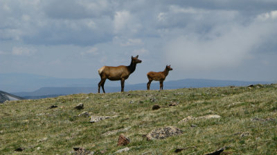 IMG_3010 -  Rocky Mountain NP.jpg