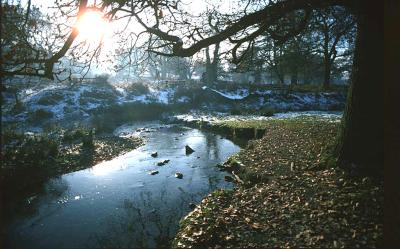 Bradgate In Winter