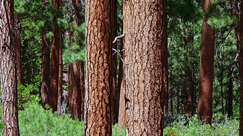 This was taken on the East flank of Black Butte near Sisters, Oregon