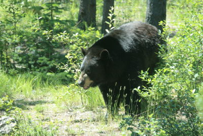 Yes there are bears in Montana
