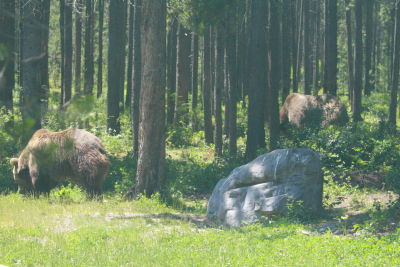 There  are several types of bears that roam Montana.