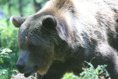 Yes you can get very close to the grizzlies