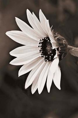 sunflower sepia.jpg