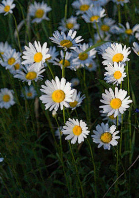 Daisies kissed by sun