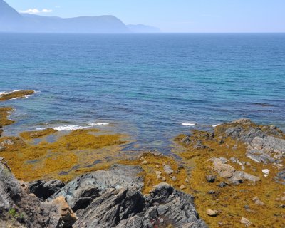 Gulf of St Lawrence at Lobster Cove.jpg