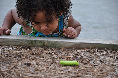 caterpillar