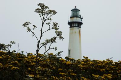 Pigeon Point