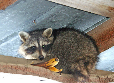 Racoon with a banana