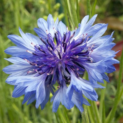 Cornflower