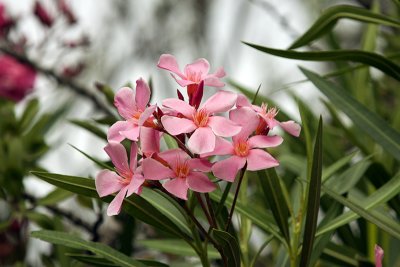 Fleurs