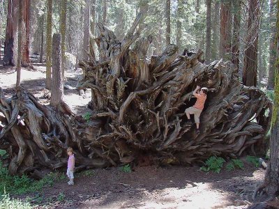 roots.jpg