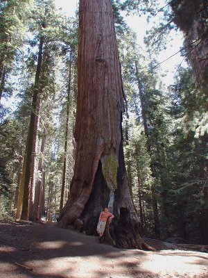tree1.jpg
