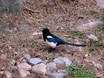 Black-billed Magpie 1