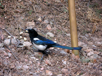 Black-billed Magpie 2